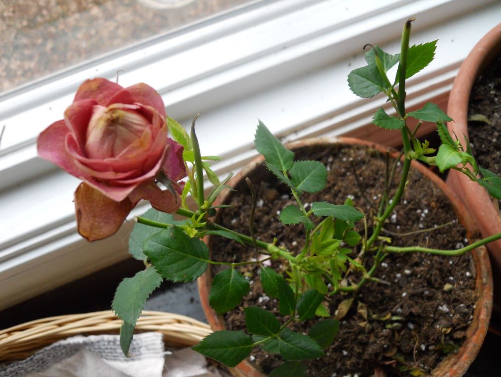 Growing Rose In A Pot