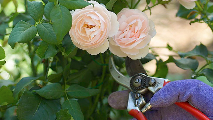 Miniature Rose Bush Care